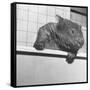 Wombat in a Bathtub-null-Framed Stretched Canvas