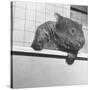 Wombat in a Bathtub-null-Stretched Canvas