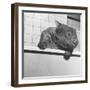 Wombat in a Bathtub-null-Framed Premium Photographic Print