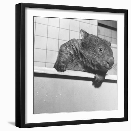 Wombat in a Bathtub-null-Framed Premium Photographic Print