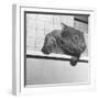 Wombat in a Bathtub-null-Framed Premium Photographic Print