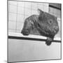 Wombat in a Bathtub-null-Mounted Premium Photographic Print