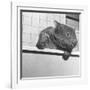 Wombat in a Bathtub-null-Framed Photographic Print