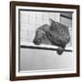 Wombat in a Bathtub-null-Framed Photographic Print