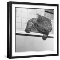 Wombat in a Bathtub-null-Framed Photographic Print