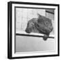 Wombat in a Bathtub-null-Framed Photographic Print