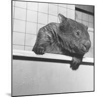Wombat in a Bathtub-null-Mounted Photographic Print