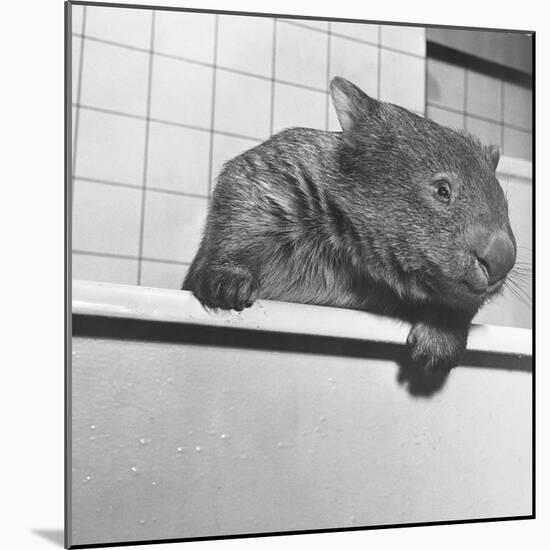 Wombat in a Bathtub-null-Mounted Photographic Print
