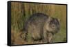 Wombat in Field-Nosnibor137-Framed Stretched Canvas