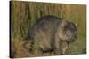 Wombat in Field-Nosnibor137-Stretched Canvas