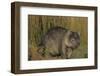 Wombat in Field-Nosnibor137-Framed Photographic Print