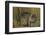 Wombat in Field-Nosnibor137-Framed Photographic Print