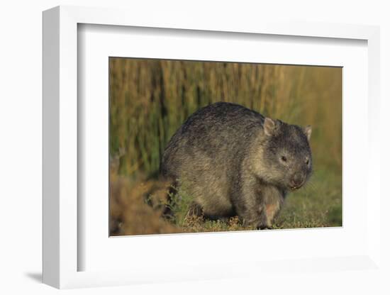 Wombat in Field-Nosnibor137-Framed Photographic Print