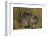 Wombat in Field-Nosnibor137-Framed Photographic Print