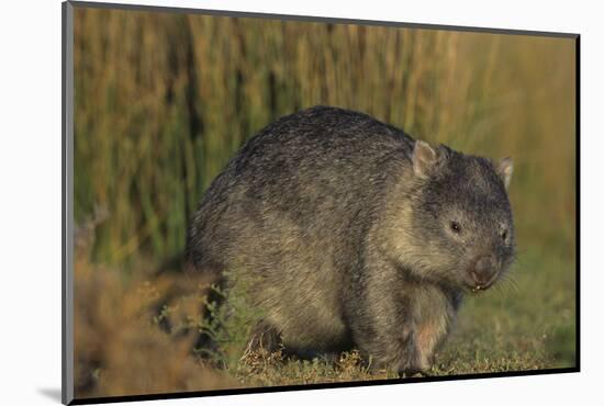 Wombat in Field-Nosnibor137-Mounted Photographic Print