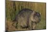 Wombat in Field-Nosnibor137-Mounted Photographic Print