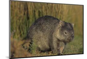 Wombat in Field-Nosnibor137-Mounted Photographic Print