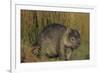 Wombat in Field-Nosnibor137-Framed Photographic Print