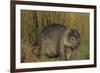 Wombat in Field-Nosnibor137-Framed Photographic Print