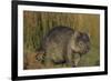 Wombat in Field-Nosnibor137-Framed Photographic Print