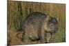 Wombat in Field-Nosnibor137-Mounted Photographic Print