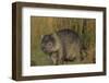 Wombat in Field-Nosnibor137-Framed Photographic Print