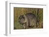 Wombat in Field-Nosnibor137-Framed Photographic Print