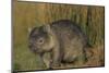 Wombat in Field-Nosnibor137-Mounted Photographic Print