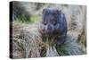 Wombat in Grassland-FiledIMAGE-Stretched Canvas