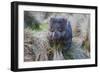 Wombat in Grassland-FiledIMAGE-Framed Photographic Print