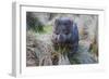 Wombat in Grassland-FiledIMAGE-Framed Photographic Print