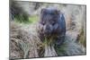 Wombat in Grassland-FiledIMAGE-Mounted Photographic Print