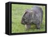 Wombat (Vombatus Ursinus), Wilsons Promontory National Park, Victoria, Australia-Thorsten Milse-Framed Stretched Canvas