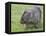 Wombat (Vombatus Ursinus), Wilsons Promontory National Park, Victoria, Australia-Thorsten Milse-Framed Stretched Canvas