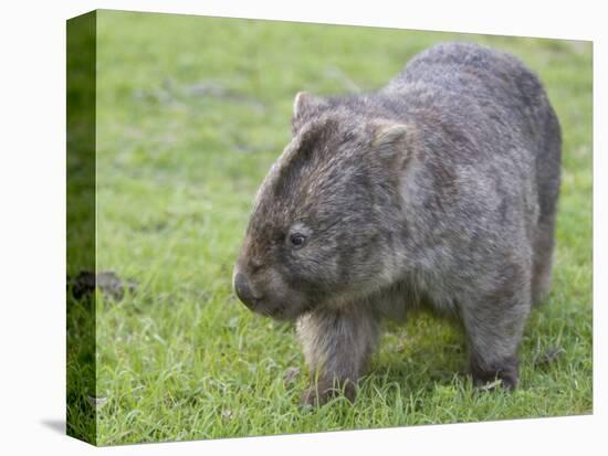 Wombat (Vombatus Ursinus), Wilsons Promontory National Park, Victoria, Australia-Thorsten Milse-Stretched Canvas