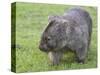 Wombat (Vombatus Ursinus), Wilsons Promontory National Park, Victoria, Australia-Thorsten Milse-Stretched Canvas