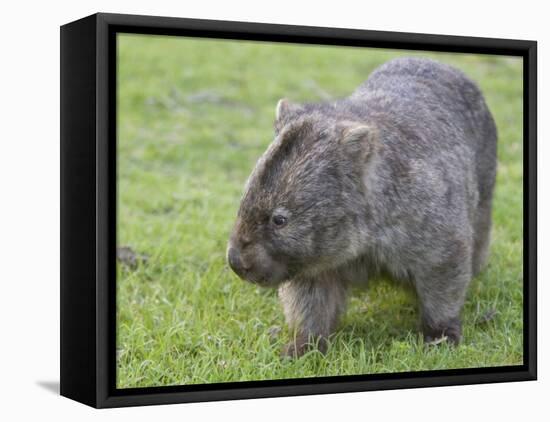 Wombat (Vombatus Ursinus), Wilsons Promontory National Park, Victoria, Australia-Thorsten Milse-Framed Stretched Canvas