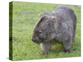 Wombat (Vombatus Ursinus), Wilsons Promontory National Park, Victoria, Australia-Thorsten Milse-Stretched Canvas