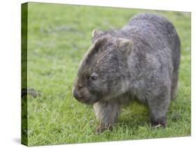 Wombat (Vombatus Ursinus), Wilsons Promontory National Park, Victoria, Australia-Thorsten Milse-Stretched Canvas