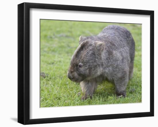 Wombat (Vombatus Ursinus), Wilsons Promontory National Park, Victoria, Australia-Thorsten Milse-Framed Premium Photographic Print