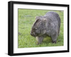 Wombat (Vombatus Ursinus), Wilsons Promontory National Park, Victoria, Australia-Thorsten Milse-Framed Premium Photographic Print