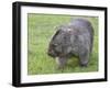 Wombat (Vombatus Ursinus), Wilsons Promontory National Park, Victoria, Australia-Thorsten Milse-Framed Premium Photographic Print