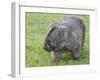 Wombat (Vombatus Ursinus), Wilsons Promontory National Park, Victoria, Australia-Thorsten Milse-Framed Premium Photographic Print