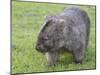 Wombat (Vombatus Ursinus), Wilsons Promontory National Park, Victoria, Australia-Thorsten Milse-Mounted Premium Photographic Print
