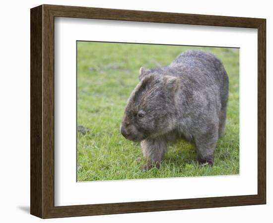 Wombat (Vombatus Ursinus), Wilsons Promontory National Park, Victoria, Australia-Thorsten Milse-Framed Photographic Print