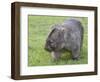 Wombat (Vombatus Ursinus), Wilsons Promontory National Park, Victoria, Australia-Thorsten Milse-Framed Photographic Print