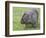 Wombat (Vombatus Ursinus), Wilsons Promontory National Park, Victoria, Australia-Thorsten Milse-Framed Photographic Print