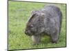 Wombat (Vombatus Ursinus), Wilsons Promontory National Park, Victoria, Australia-Thorsten Milse-Mounted Photographic Print