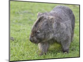 Wombat (Vombatus Ursinus), Wilsons Promontory National Park, Victoria, Australia-Thorsten Milse-Mounted Photographic Print