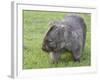 Wombat (Vombatus Ursinus), Wilsons Promontory National Park, Victoria, Australia-Thorsten Milse-Framed Photographic Print